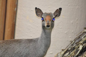 Сомалій дицид - антилопа, що живе тільки на сомалі Сомалій дицид - антилопа, що живе тільки на сомалі